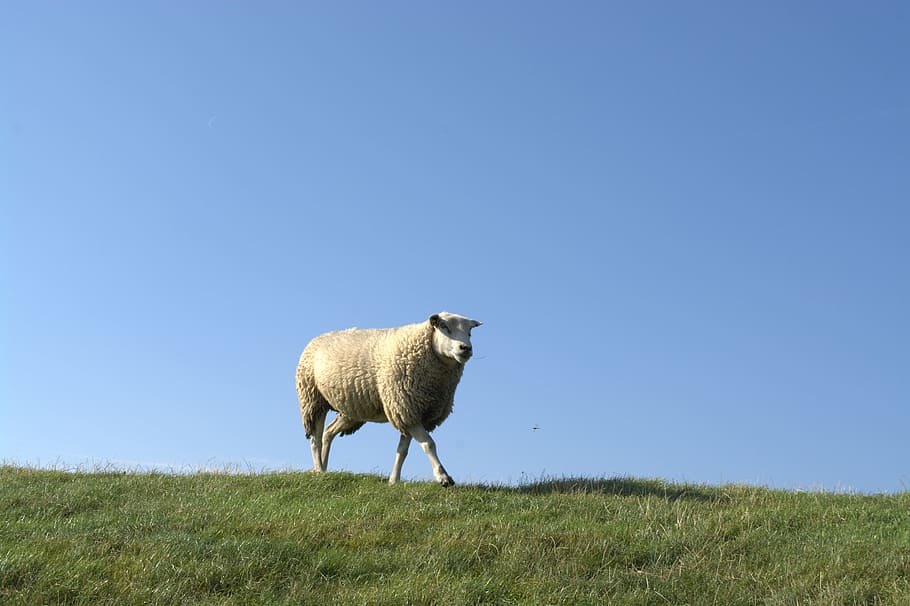 Sheep, Animal, deichschaf, one animal, grass, livestock, blue HD wallpaper