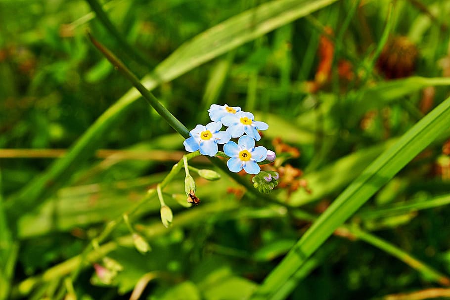 Do Not Forget About Me, Blue Flower, grass, dutch landscape, forest, HD wallpaper