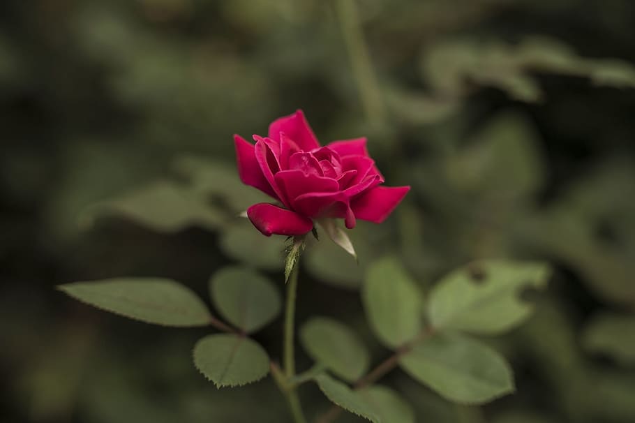 Rose, Red, Flower, Bloom, Blossom, Plant, petals, love, romance HD wallpaper