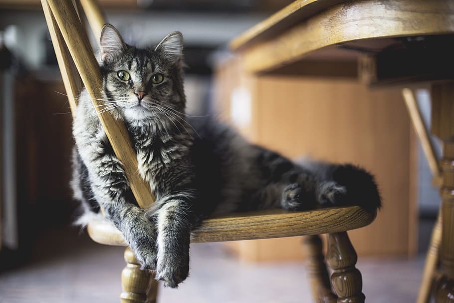 brown tabby cat on wooden windsor chair, gray tabby cat lying on brown wooden chair