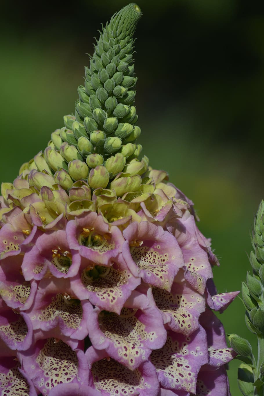 foxglove, flower, pink, spring, growth, green color, plant HD wallpaper