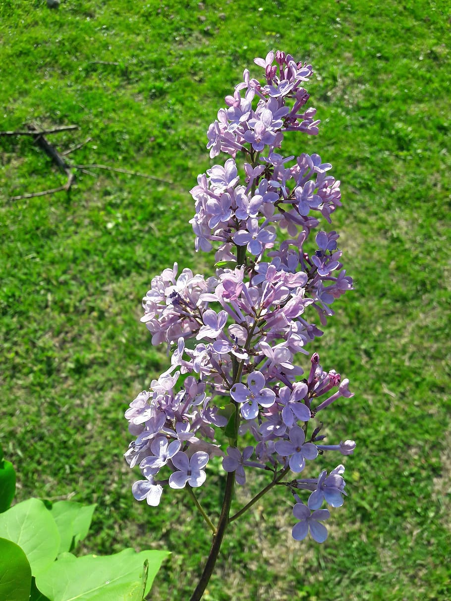 flowers, spring, green, beautiful, nature, nice photo, amazing flower HD wallpaper