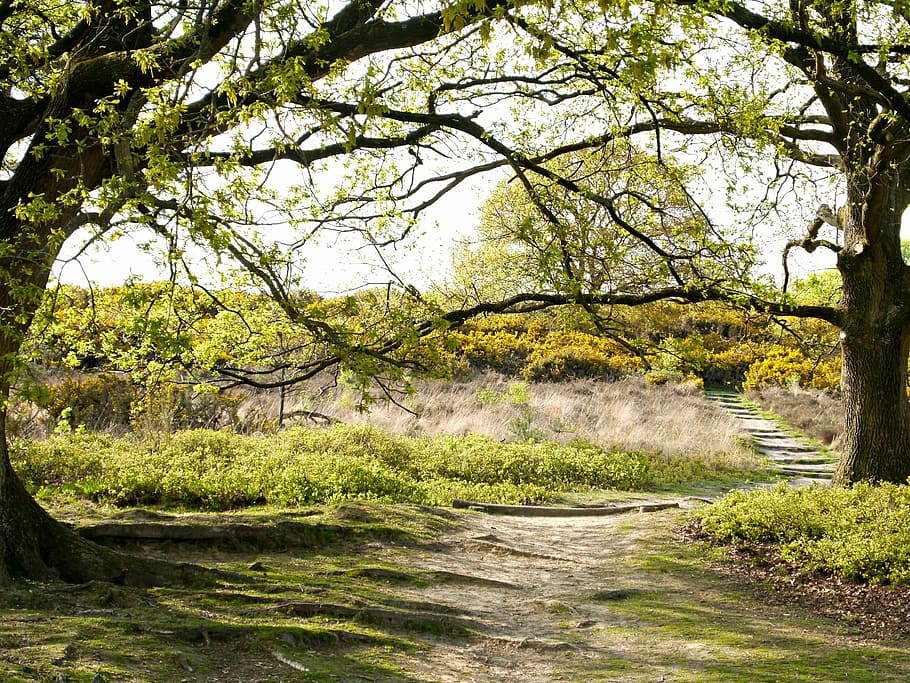 veluwe, forest, trees, nature, path, daylight, spring, plant HD wallpaper