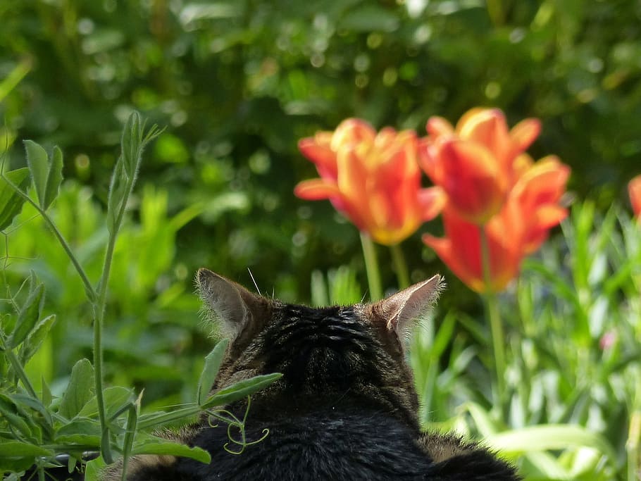 Recovery, Cat, Relax, flower, nature, growth, plant, one animal HD wallpaper