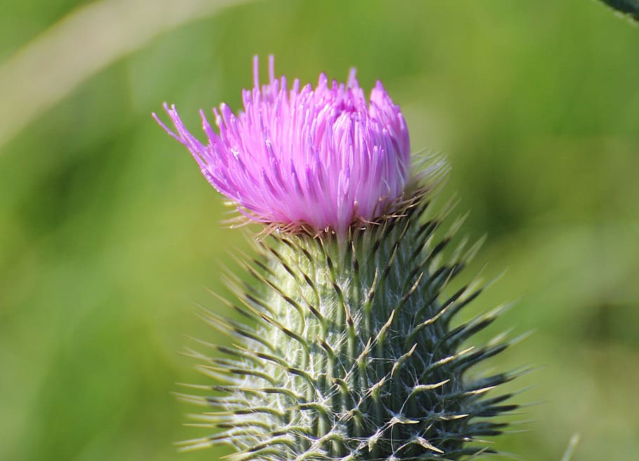 Thistle, Card, Millefiori, dipsacus sativus, dipsacaceae, dipsacoideae HD wallpaper