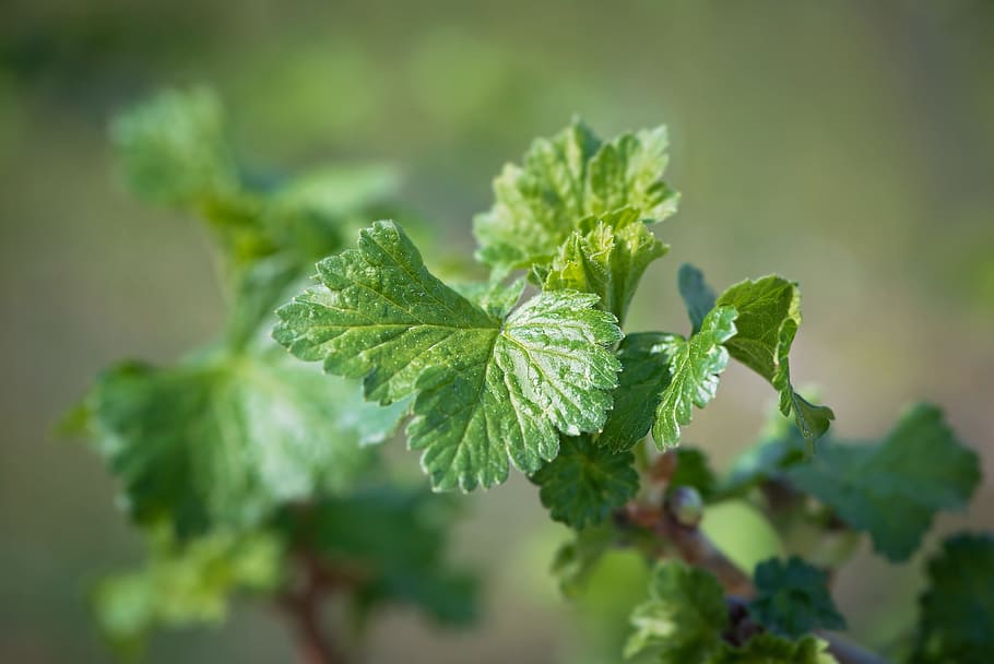 leaves, green, engine, spring, currant, plant, close, leaf HD wallpaper