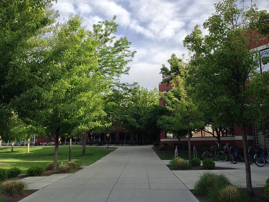 university, trees, sky, plant, footpath, nature, growth, direction HD wallpaper