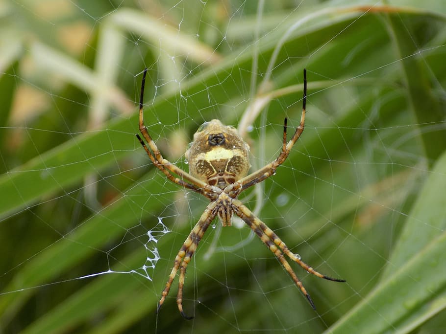 insect, spider, web, nature, approach, animal themes, spider web HD wallpaper