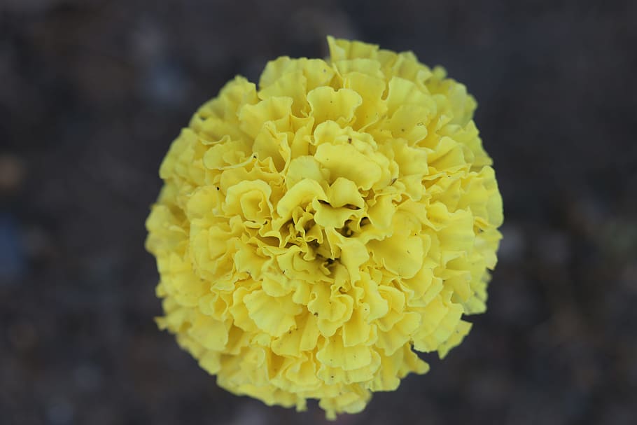 Yellow, Flower, Nature, Macro, Close, macro chichewa, close-up HD wallpaper