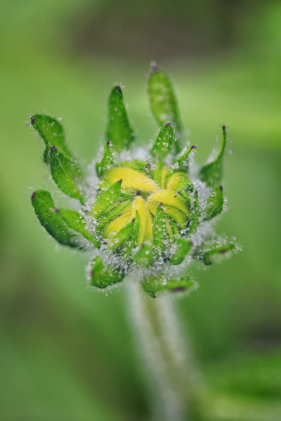 macro, dew, rain, flower bud, yellow, garden, grow, sparkle HD wallpaper