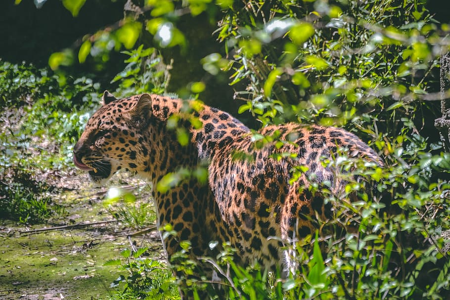 Spotted Leopard, brown and black leopard near bush, spots, cat HD wallpaper