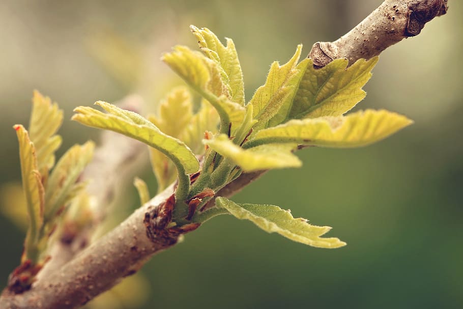 tree, bloom, leaves, spring, nature, beautiful, color, scenic HD wallpaper