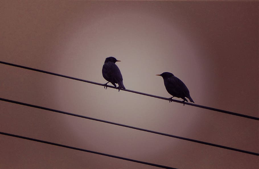 Starlings, Cables, Sunset, Couple, bird, perching, animal wildlife HD wallpaper