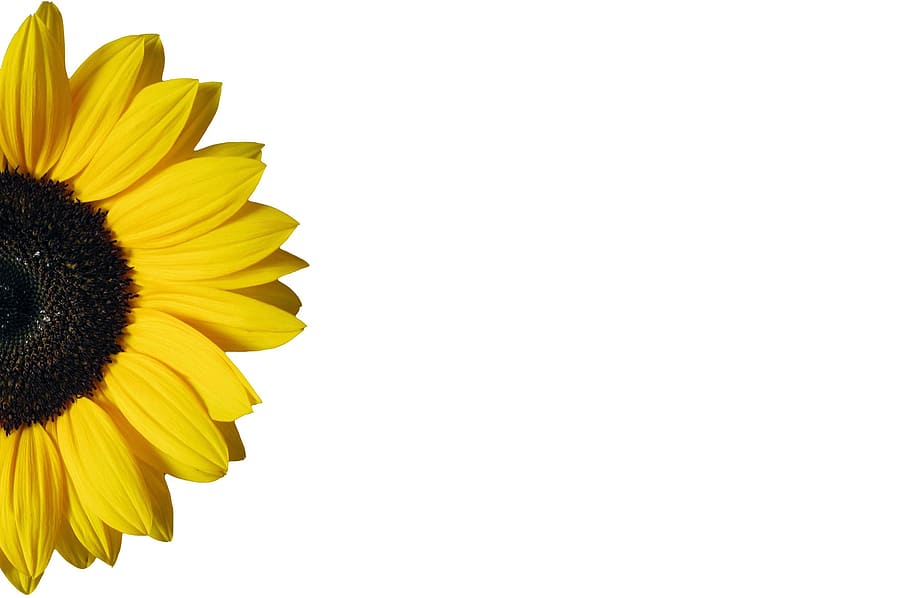 close-up of sunflower, yellow, isolated, white, background HD wallpaper