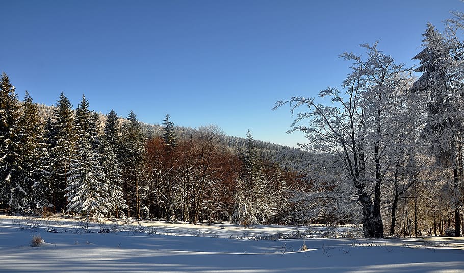 snow, winter, nature, tree, landscape, beskids, view, mountains HD wallpaper