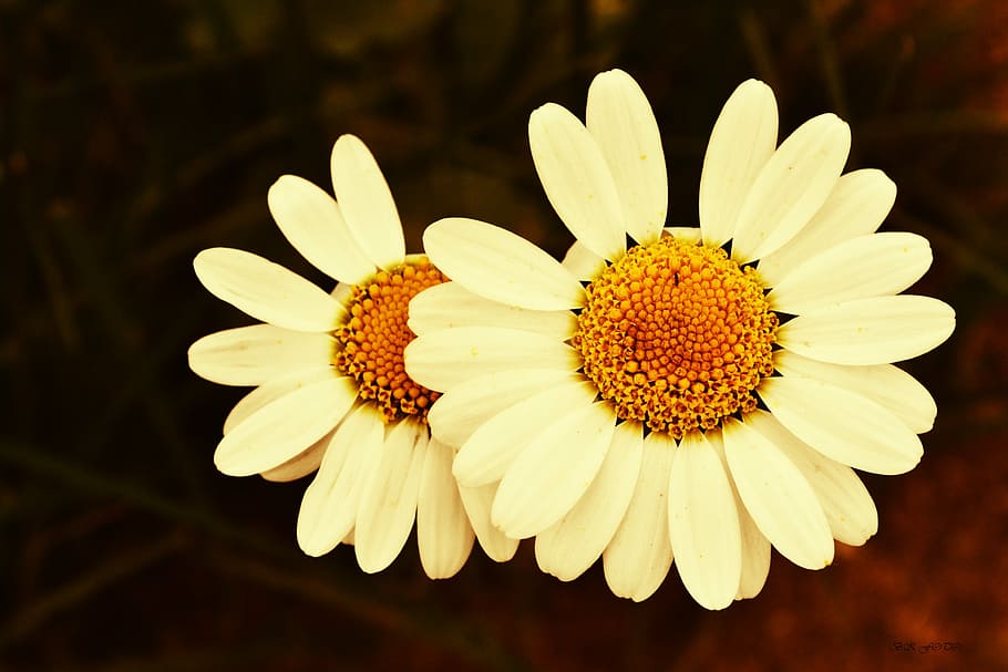 slap, çamlıbel, daisy, flower, flowering plant, petal, fragility HD wallpaper