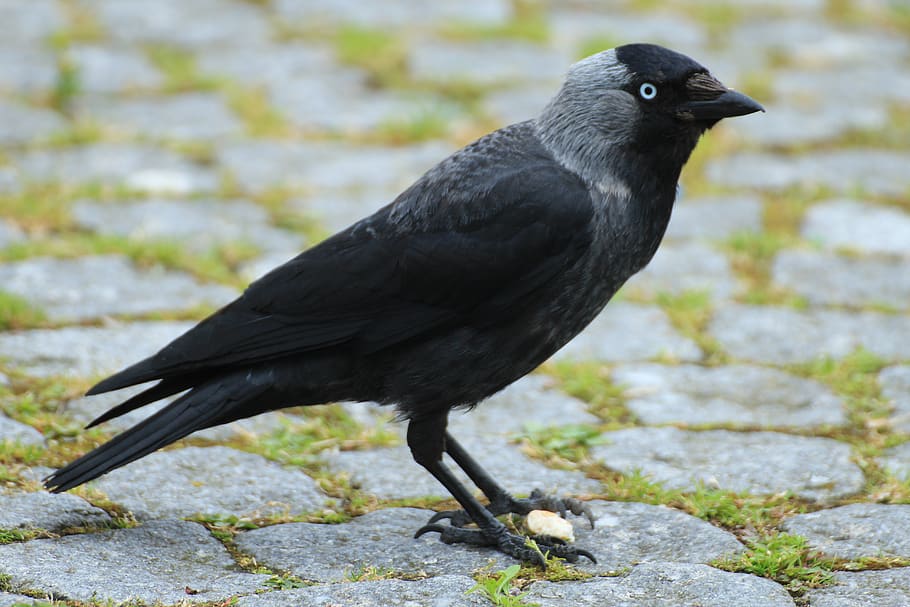 jackdaw, corvus monedula, raven bird, songbird, corvidae, black, HD wallpaper