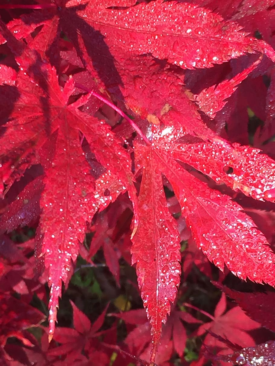 leaf, red, nature, fall, color, maple, colorful, natural, leaves HD wallpaper
