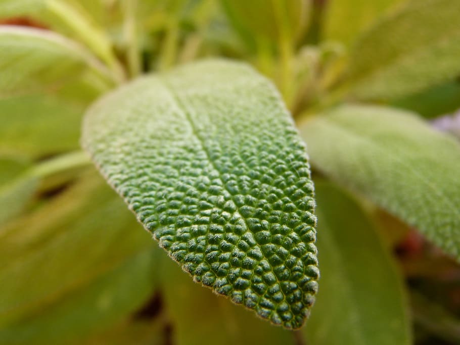 sage, leaf, close up, herbs, growth, green color, plant, plant part HD wallpaper