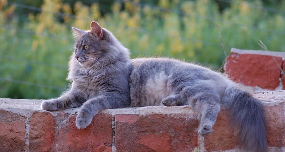 shallow focus photography of gray Persian cat, grey, feline, domestic Cat, HD wallpaper