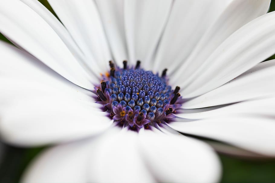 flower, blossom, bloom, close, flowering plant, freshness, fragility HD wallpaper