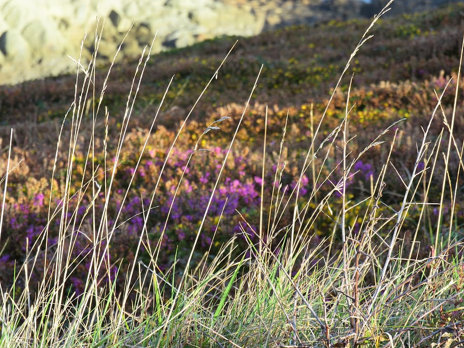 dune, brittany, herbs, plant, purple, flowering plant, growth HD wallpaper