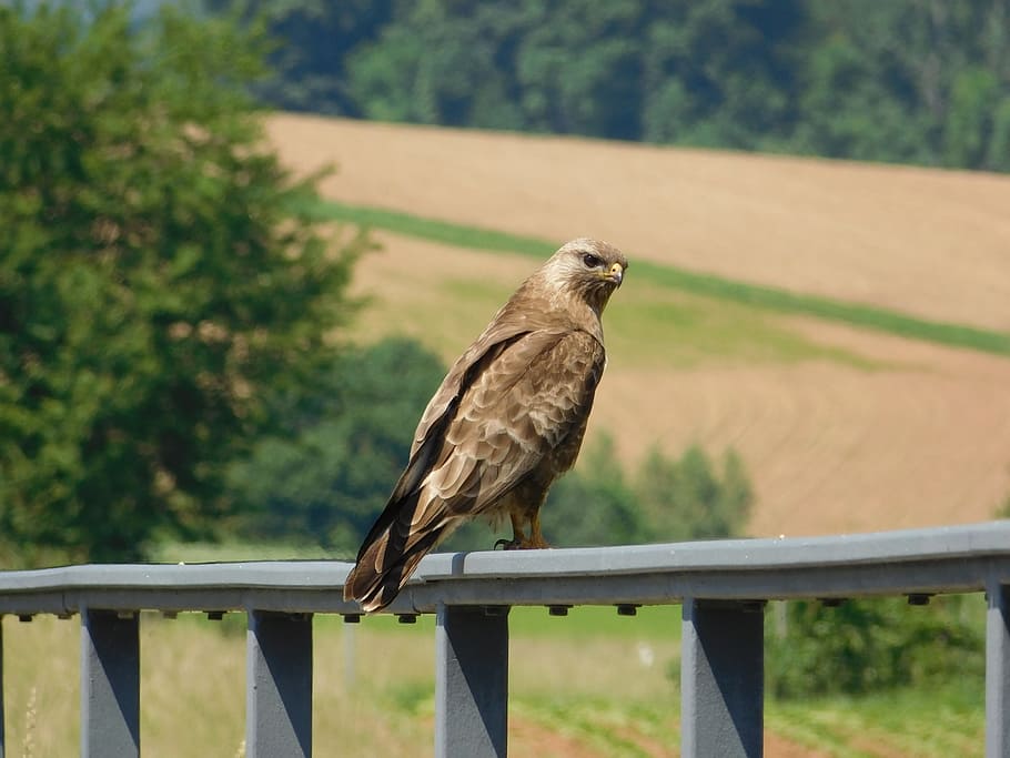 buzzard, bird, nature, wild, animal, forest, wildlife, branch HD wallpaper