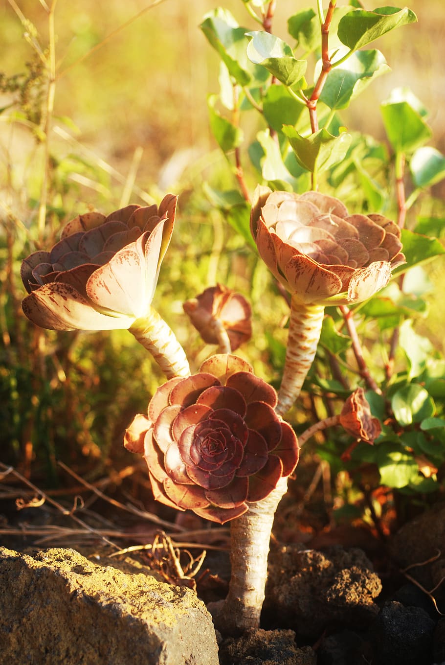 verode, plant, vegetation, growth, nature, close-up, day, no people HD wallpaper