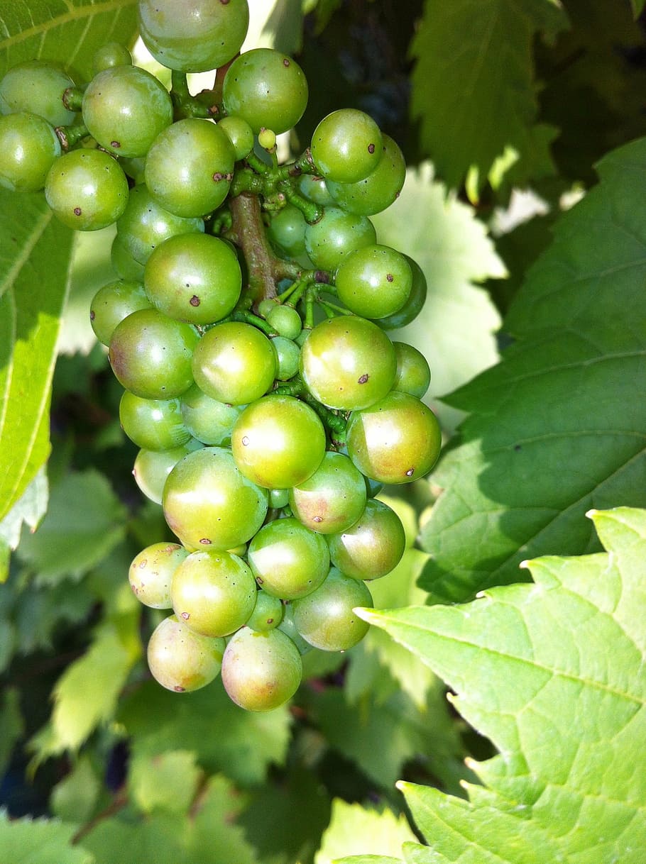 grapes, green, fruit, tree, food and drink, leaf, healthy eating HD wallpaper
