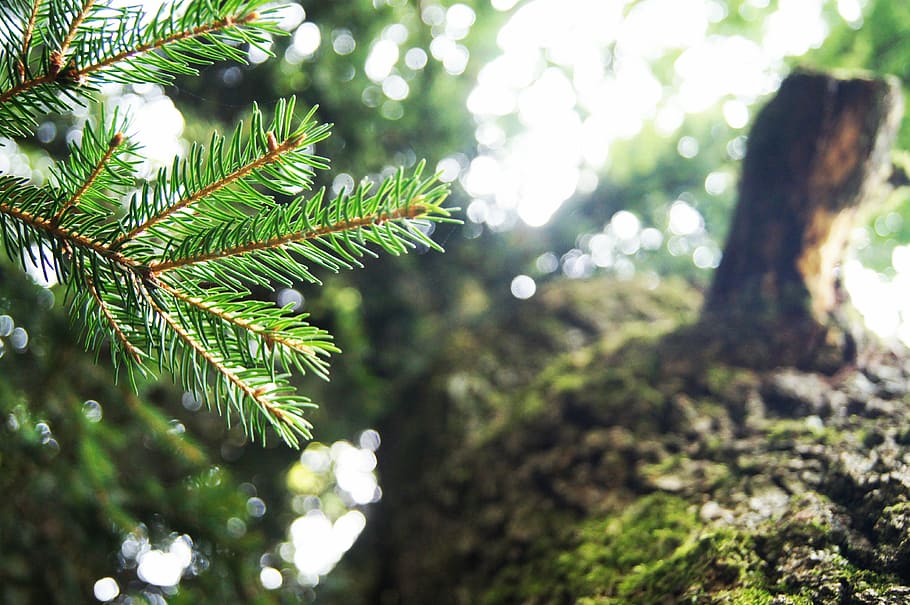 macro, christmas tree, bark, wood, green, tribe, nature, branch HD wallpaper