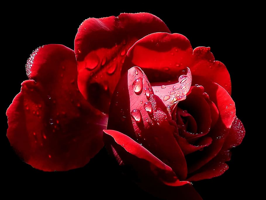 Roses, Blossom, Bloom, Close, Drip, red, raindrop, flower, rose - flower HD wallpaper