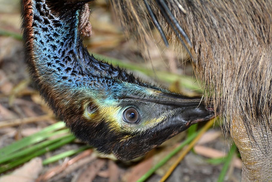 emu, close, head, animals, animal wildlife, animals in the wild HD wallpaper