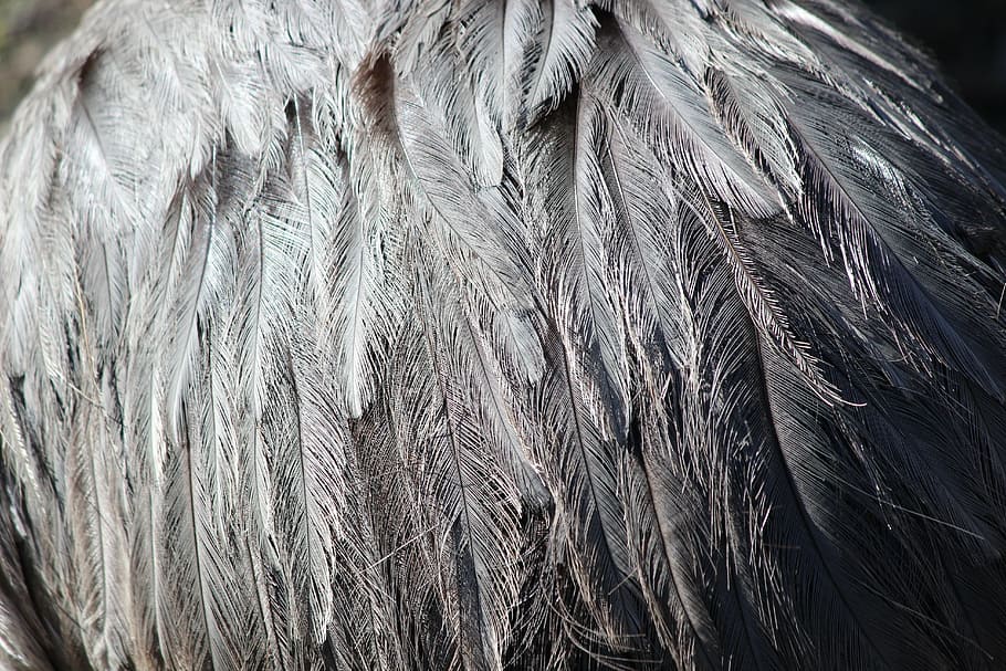 feather, grey, ostrich, bird, animal, nature, wildlife, close-up HD wallpaper