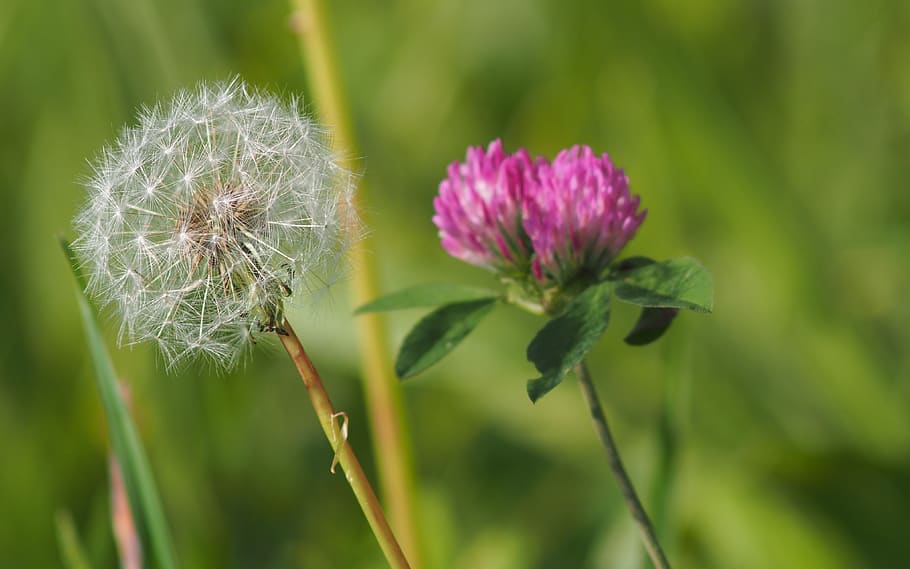 dandelion, flower, macro, flowering plant, beauty in nature HD wallpaper