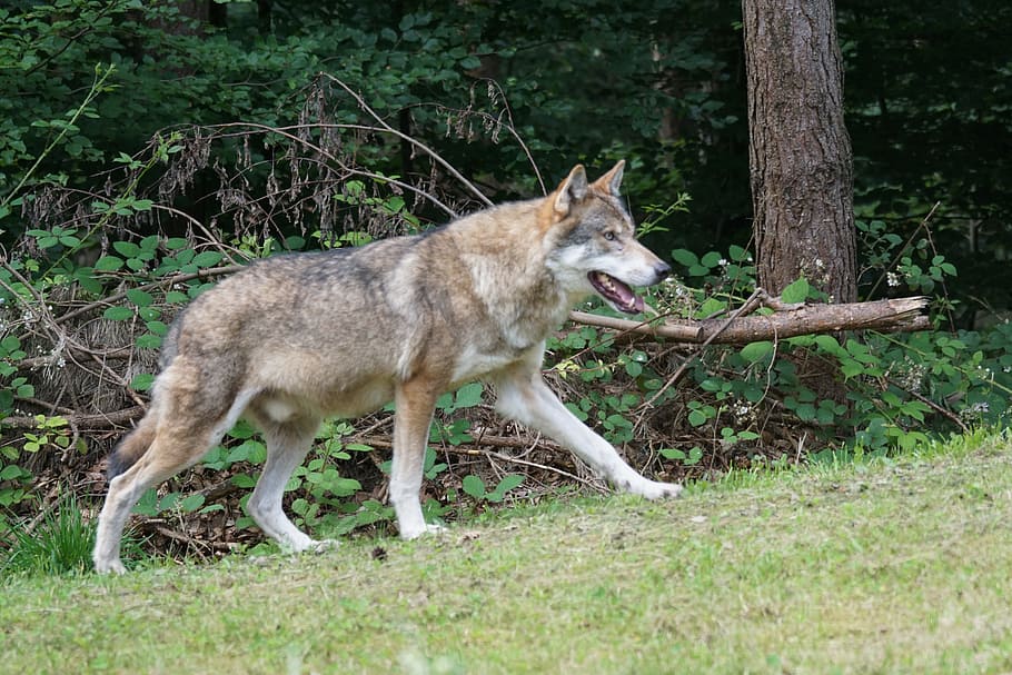 brown and white wolf standing near tree, Predator, European Wolf