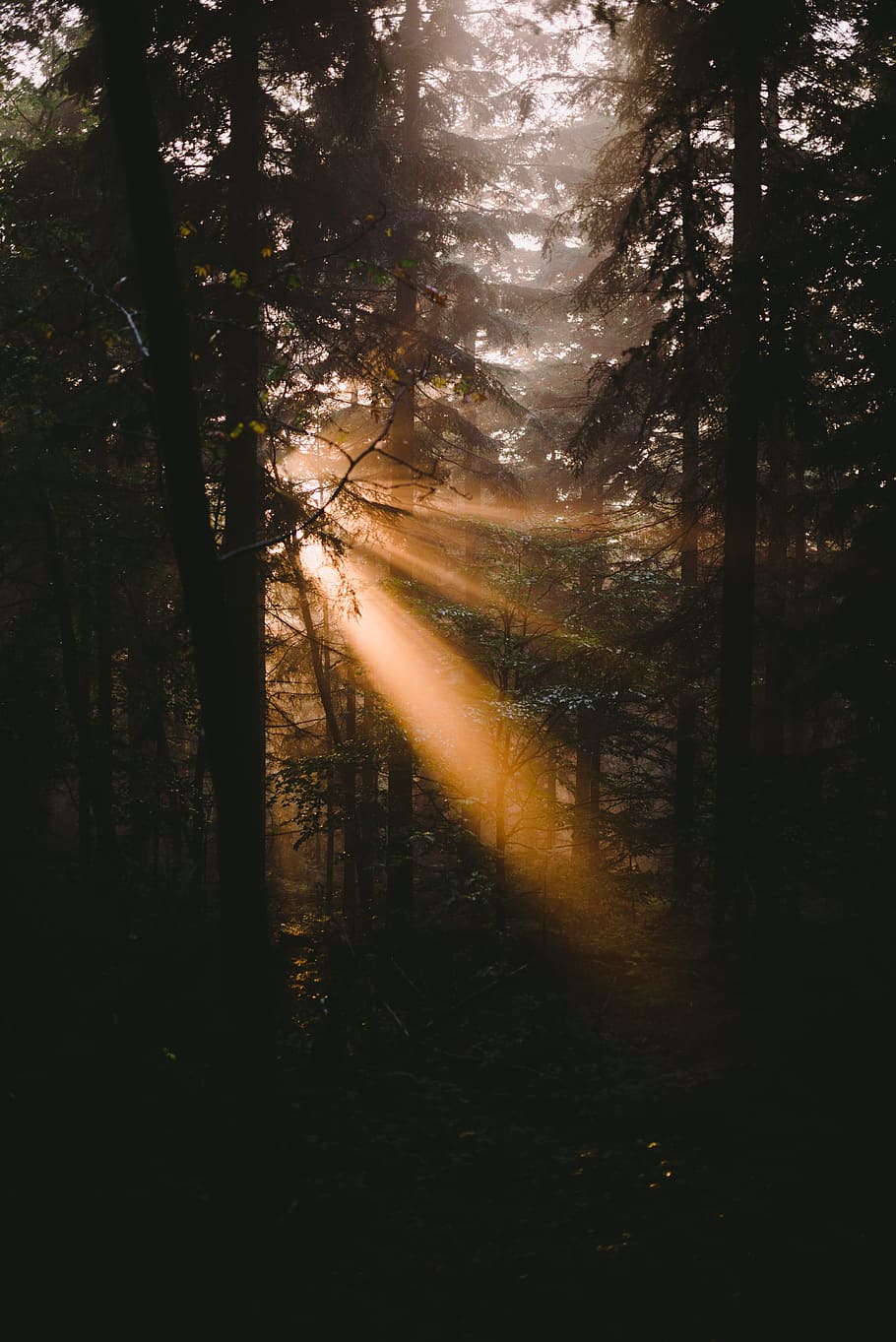 trees, plants, nature, forest, sunshine, sunrise, sunlight HD wallpaper