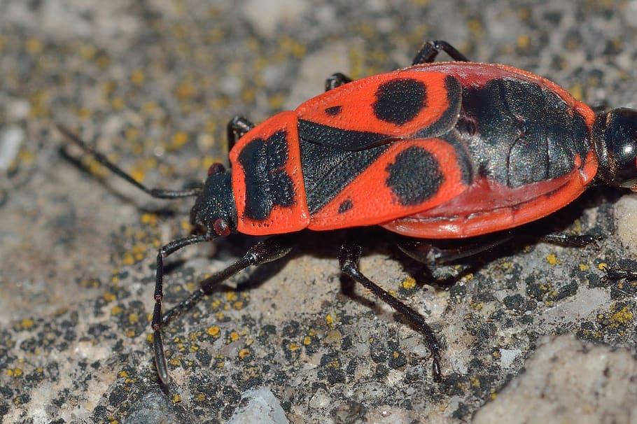 insects, bedbugs, pyrrhocoris, apterus, animal, animal wildlife HD wallpaper