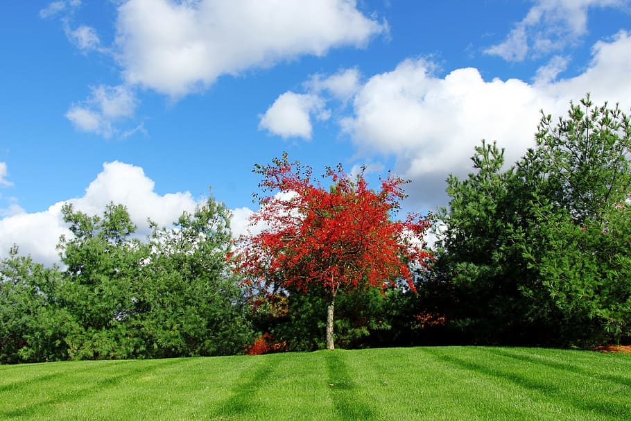 red leafed trees under cloudy sky, red tree, green tree, grass HD wallpaper