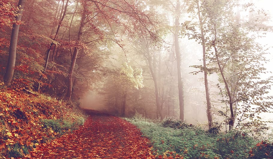 red and yellow leaves on road, path, woods, autumn, footpath HD wallpaper