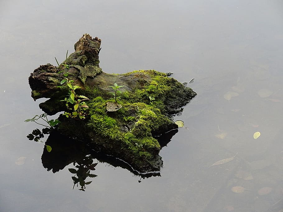 Tree Stump, Moss, Water, Silent, Nature, mystical, no people HD wallpaper