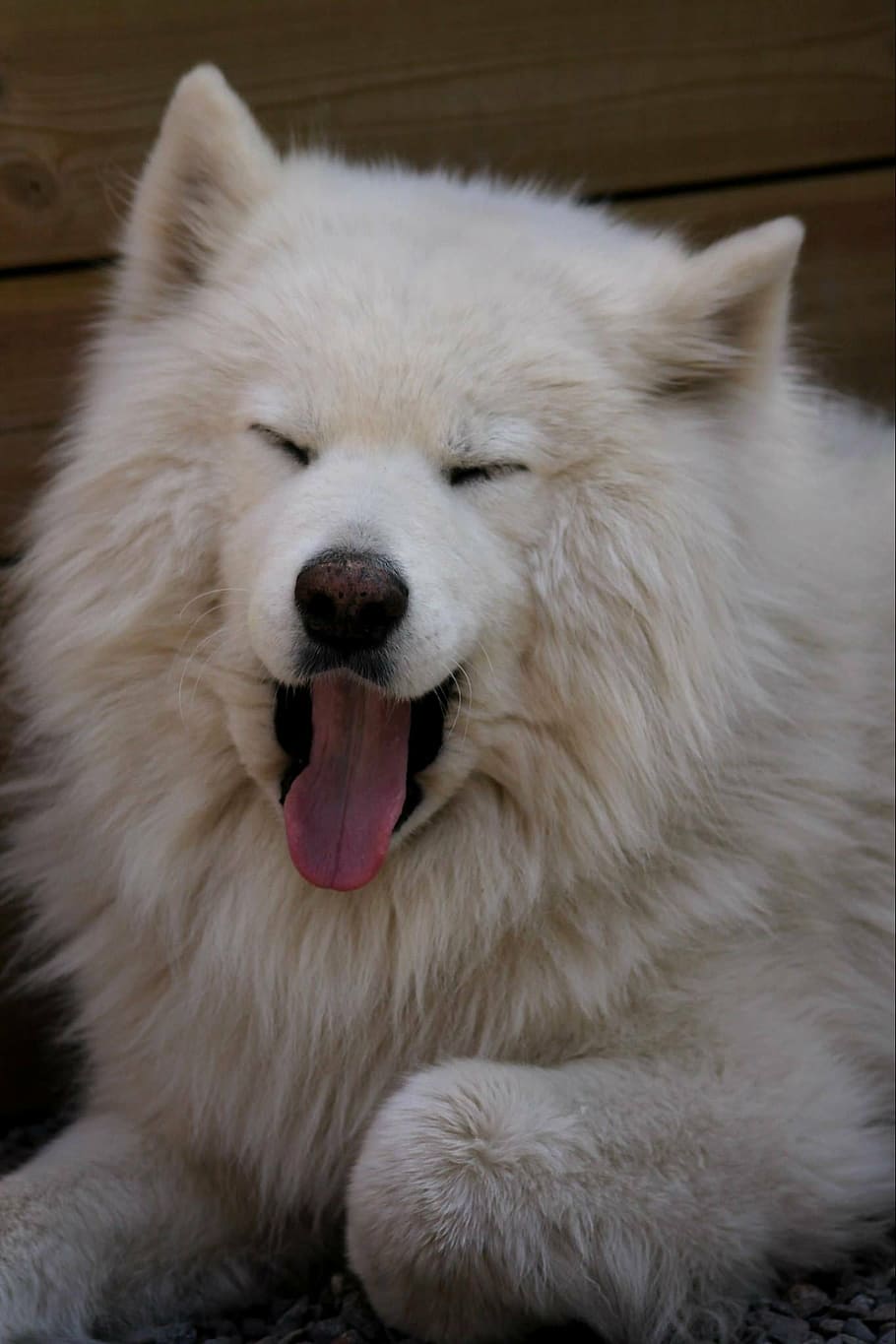 pet, dog, white, samoyed, yawning, animal, cute, friend, canine HD wallpaper