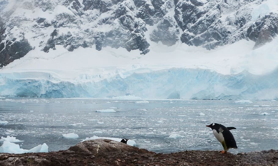 antarctica, penguins, icebergs, snow, cold temperature, winter HD wallpaper