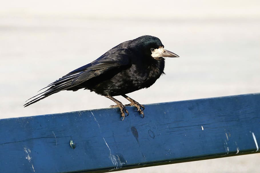Bird, Rook, Nature, Wild, black, ornithology, fly, summer, springtime HD wallpaper