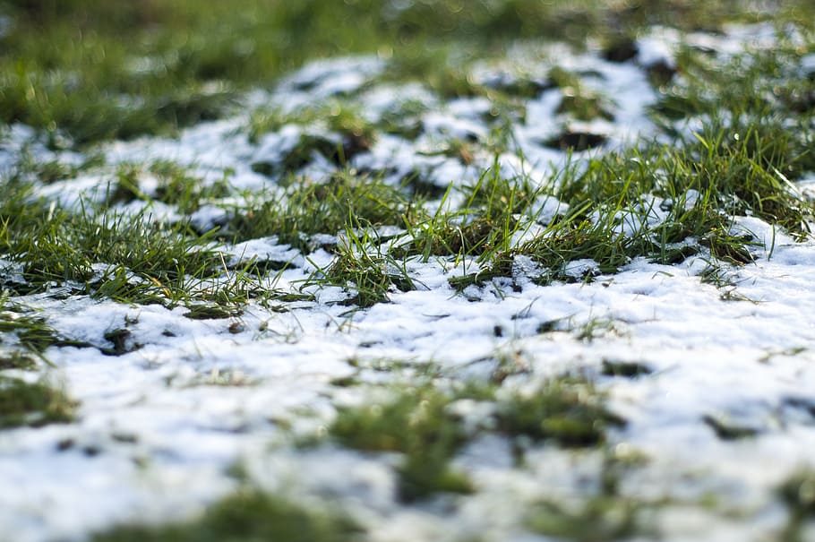 grass, winter, snow, cold, green, frozen, nature, plant, selective focus HD wallpaper