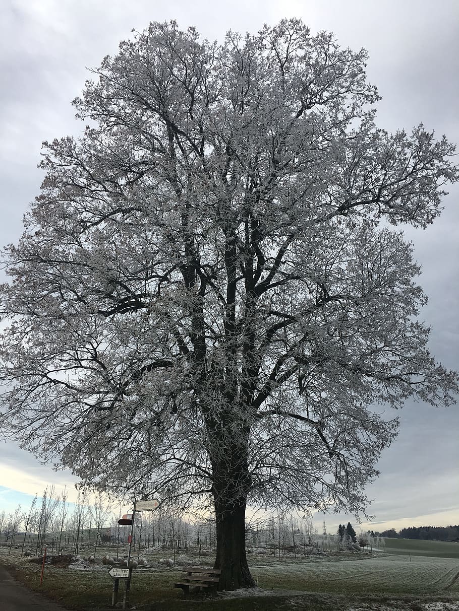 iced, tree, winter, plant, sky, beauty in nature, tranquility HD wallpaper