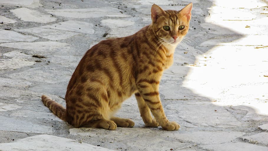 cat, stray, kitten, kitty, cute, red, curious, outdoor, summer HD wallpaper