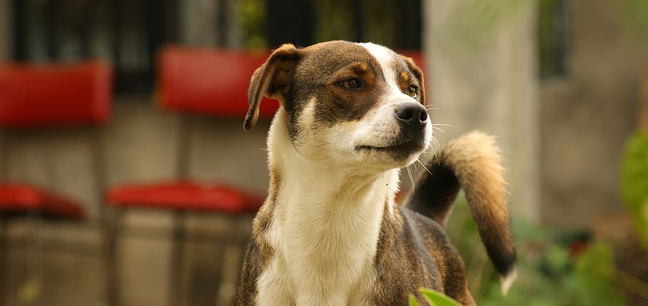 Hd Wallpaper Nature Field Quindio Colombia The Dog Animal Pets Mammal Wallpaper Flare