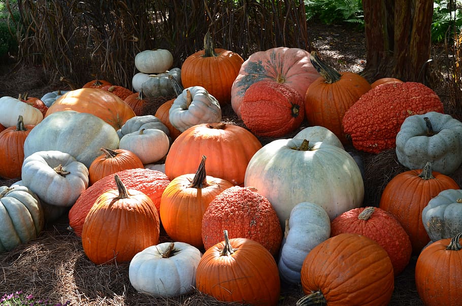 orange and white pumpkins, fall, halloween, decor, seasonal, decorations