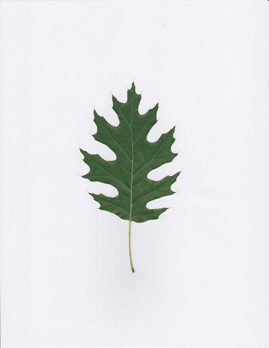 closeup photo of green leaf, oak, leaves, leafy, foliage, abstract HD wallpaper