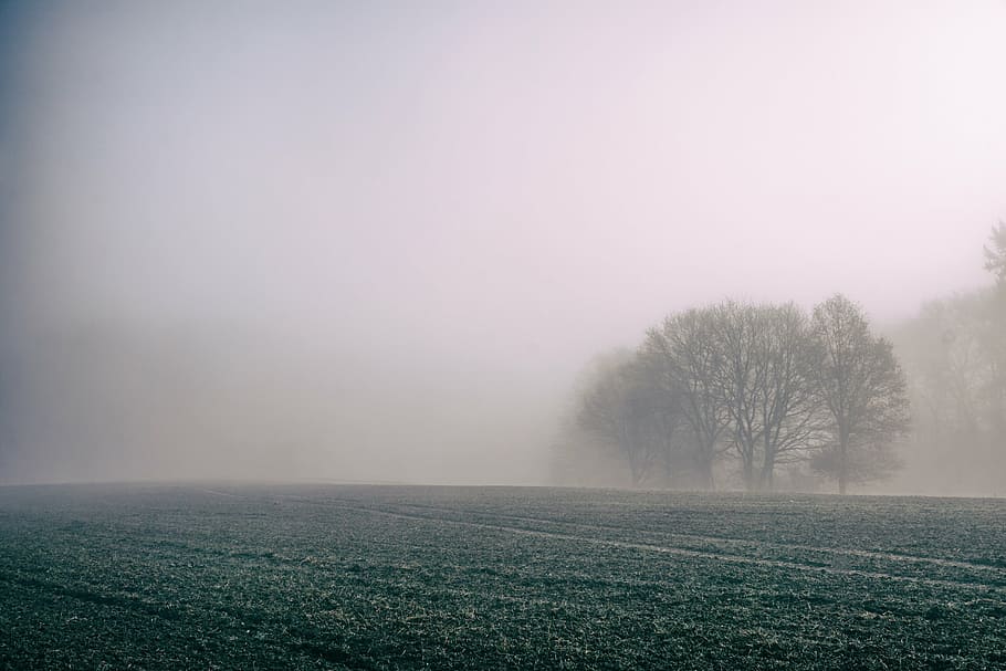 photo of tree under white clouds at daytime, fog, field, countryside HD wallpaper